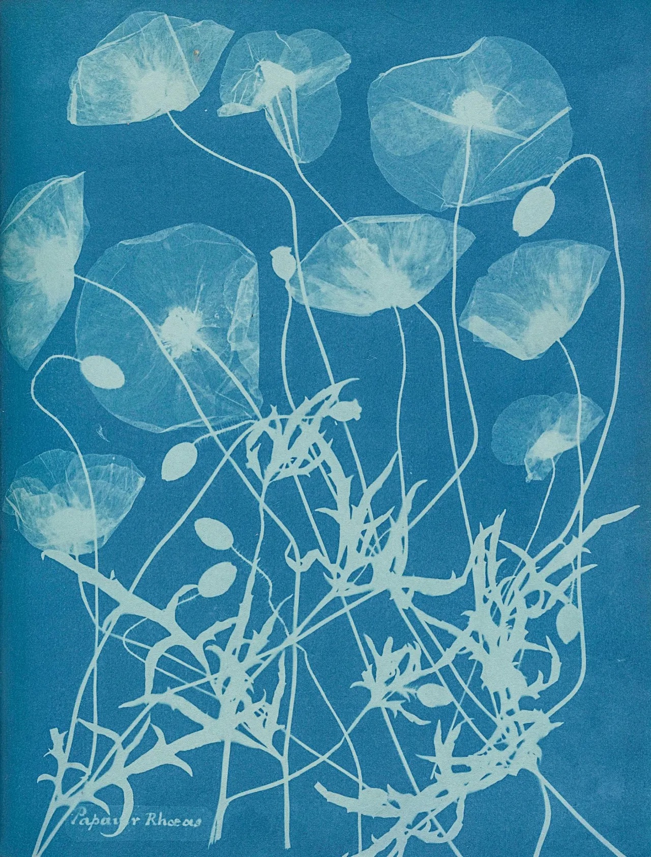 Anna Atkins, 'Photographs of British Algae: Cyanotype Impressions', 1843