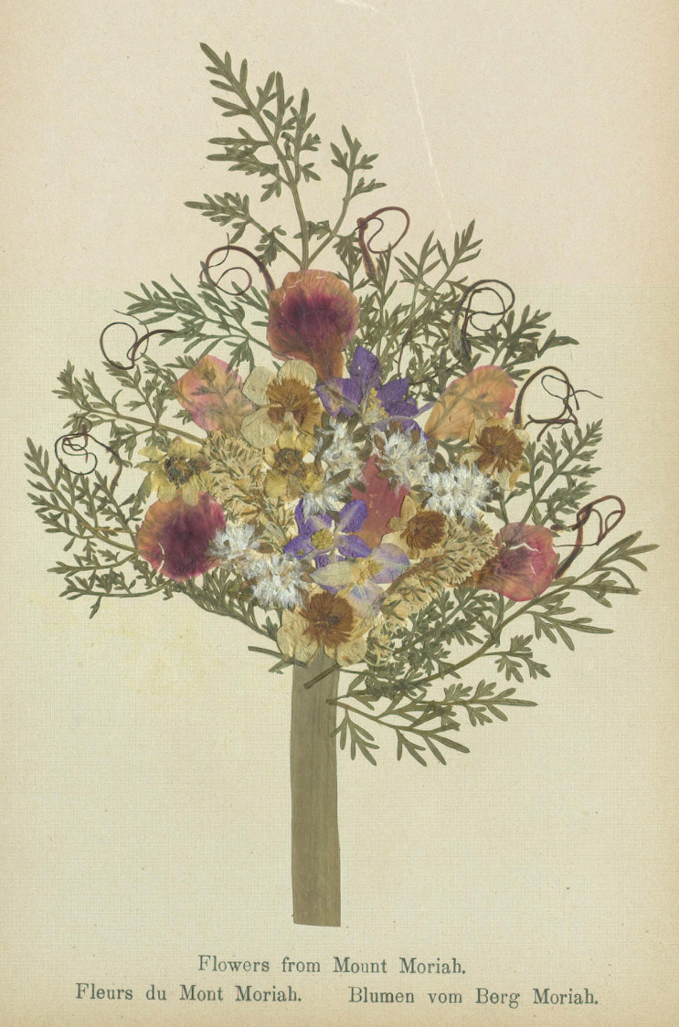 Specimens from ‘Flowers of the Holy Land’, Nineteenth Century
