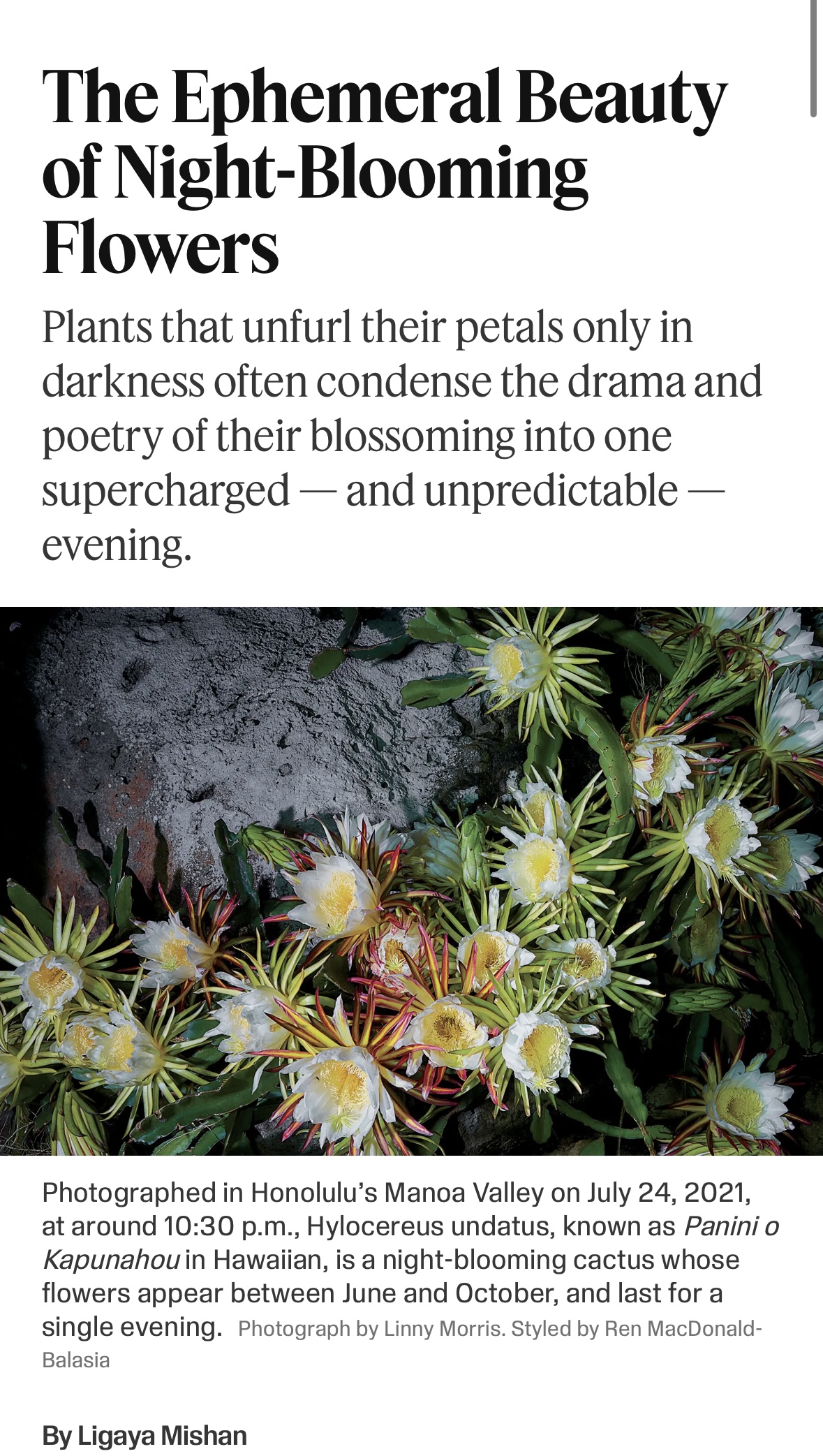 Ligaya Mishan, 'The Ephemeral Beauty of Night-Blooming Flowers', 11 Oct 2021