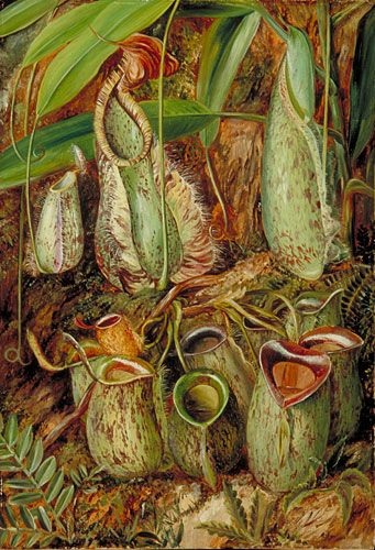 Elaine Ayers, 'Strange Beauty: The Art and Science of Botany in the Nineteenth Century Tropics', 2019