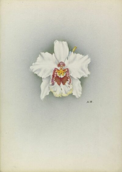 Odontonia Olga The-Premier by Nelly Roberts, RHS Lindley Collections, 1942