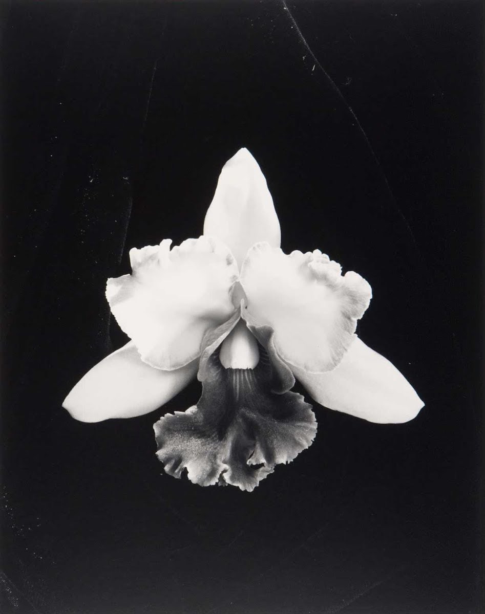 Robert Mapplethorpe, Orchid, 1985